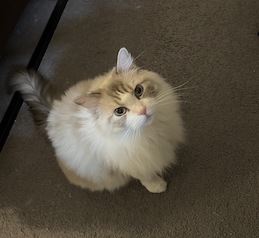 Suga, a white and beige long-haired cat