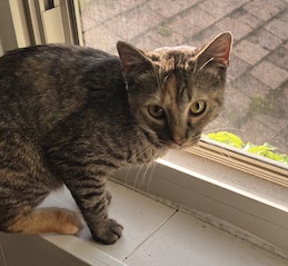 Bee, a shorthaired striped cat, on a windowsill